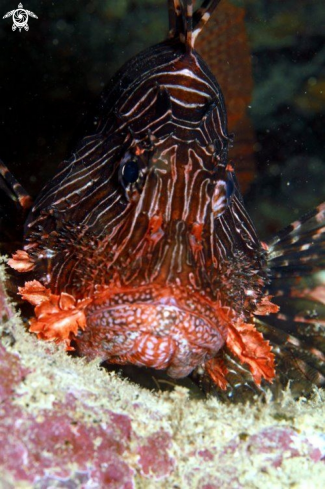 A Pterois | Lionfish Mauritius