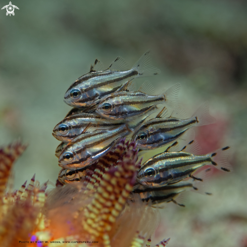 A Tubed Siphonfish, Cardinal Fish