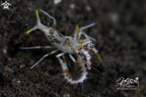 A Tiger Shrimp