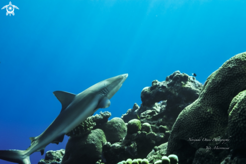 A Blacktail reef shark