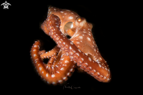 A octopus