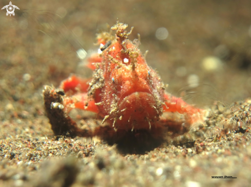 A Baby Frogfish