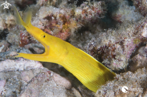 A Ribbon Eel