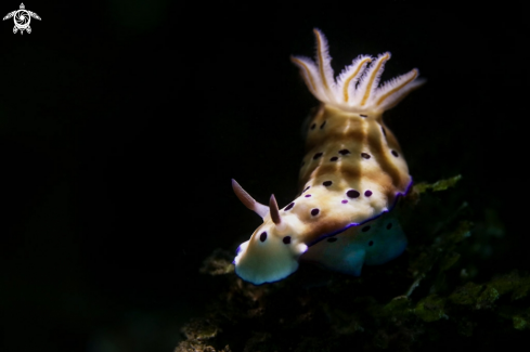 A Nudibranch Hypselodoris tryoni