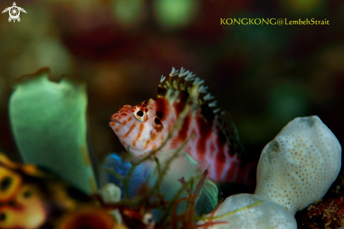 A Dwarf Hawkfish