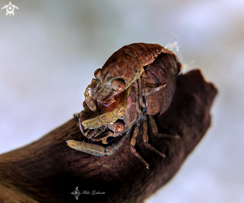 A Commensal Shrimp