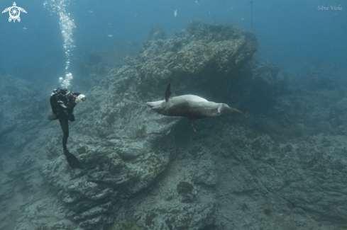 A Bottlenose Dolphin