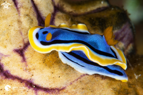 A Anna's Chromodoris Nudibranch