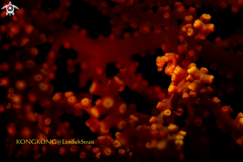 A Denise's Pygme Seahorse