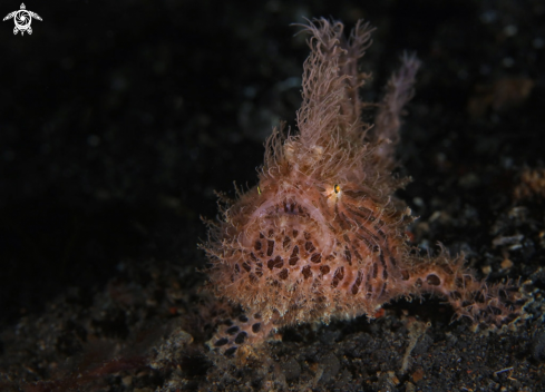 A Hairy frogfish  (Antennarius striatus) 