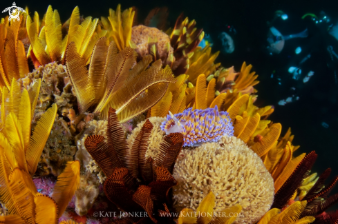 A Gasflame Nudibranch