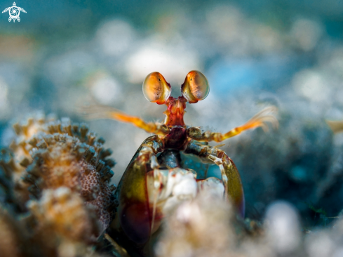 A  Peacock Mantis Shrimp