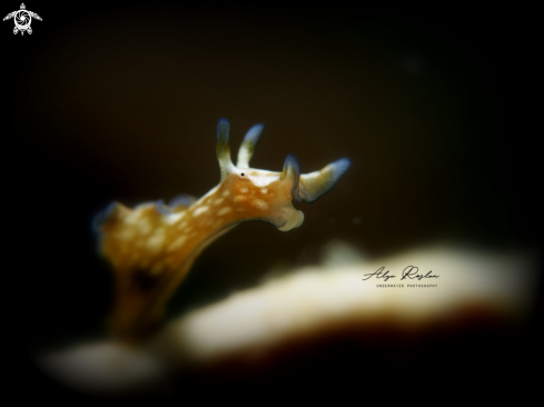 A Sea Hare