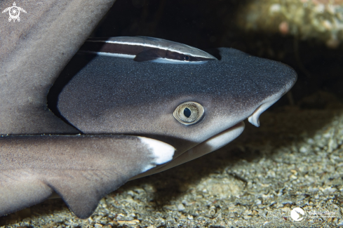 A Whitetip Reef Shark