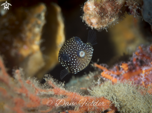 A Ostracion meleagris | White spotted boxfish