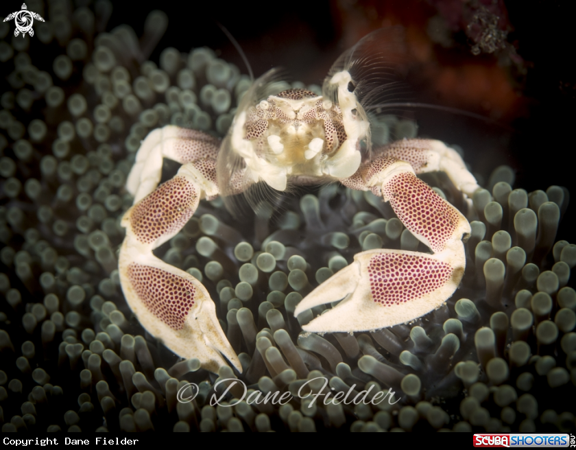 A Anemone porcelain crabs