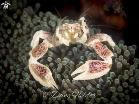 A Anemone porcelain crabs