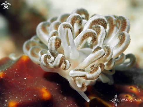 A Xenia Soft Coral Sea Slug - Nudibranch