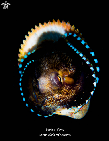 A Coconut Octopus