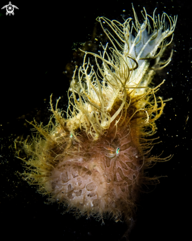 A Antennarius striatus | Hairy frogfish