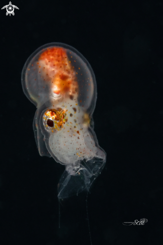 A Paper Nautilus 