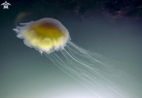 A Lions mane jelly