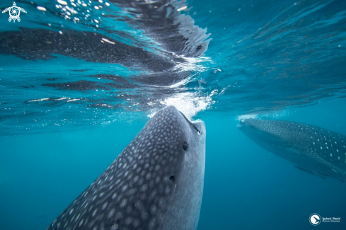 A Whale Shark