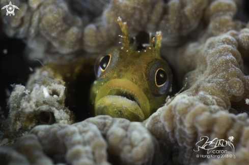 A Blenny Fish