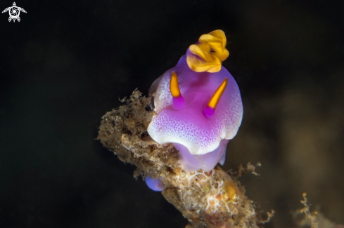 A Nudibranch Hypselodoris apolegma