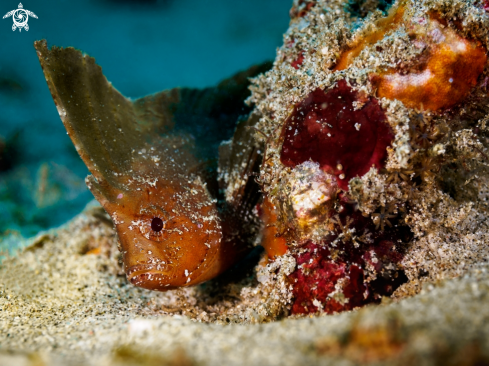 A Ablabys macracanthu | Spiny Waspfish