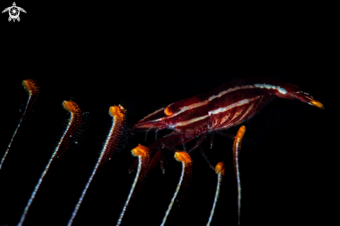 A Crinoid shrimp