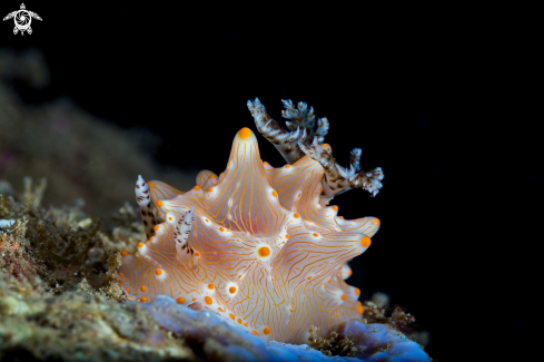 A Nudibranch