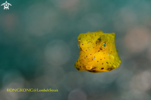 A Yellow Boxfish