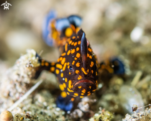 A Warty frogfish