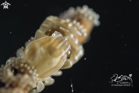 A Porcelain Crab