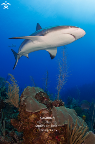 A Caribbean Reef Shark