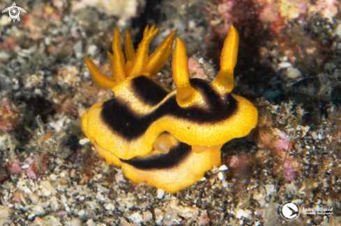 A Josh's Chromodoris Nudibranch