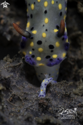 A Nudibranch