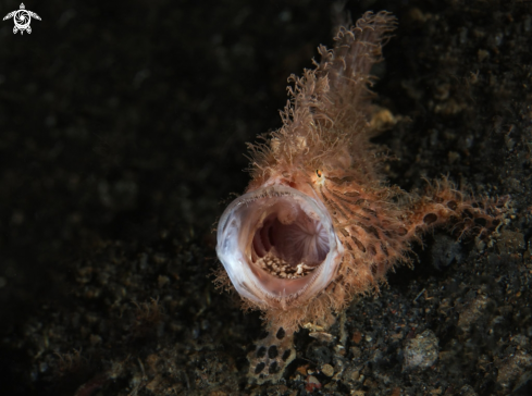 A Hairy frogfish  (Antennarius striatus) 
