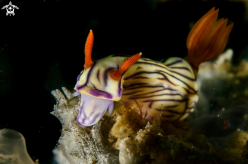 A Hyselodoris zephyra | Hyselodoris zephyra