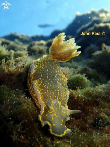 A Felimare (Hypselodoris) picta  | DORIS GÉANT