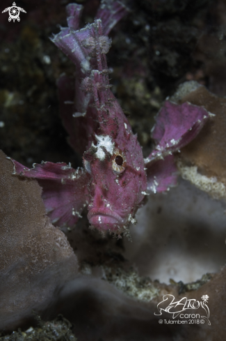 A Leaf Fish