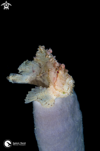 A Taenianotus triacanthus | Leaf Scorpionfish