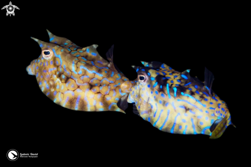 A Thornback cowfish