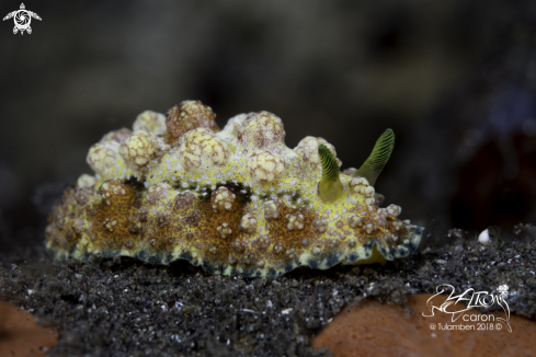 A Nudibranch