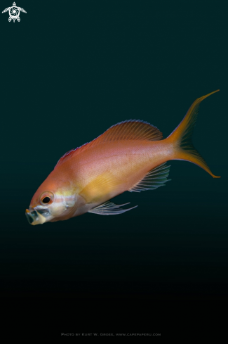 A Pseudanthias dispar | Redfin Anthias, Rotflossen Riffbarsch