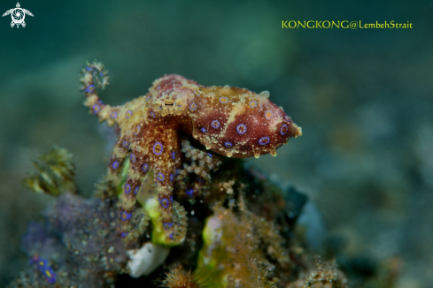 A Blue Ring Octopus