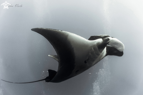 A Mobula Birostris | Giant Oceanic Manta