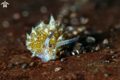 A Sheep nudi (Costasiella kuroshimae)