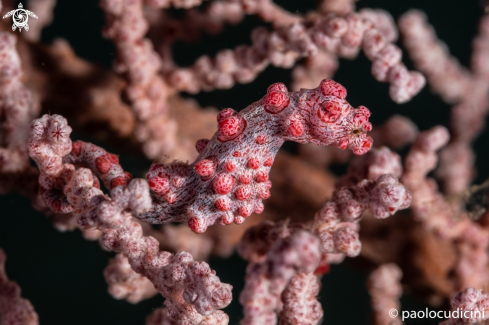 A Pigmy Sea Horse